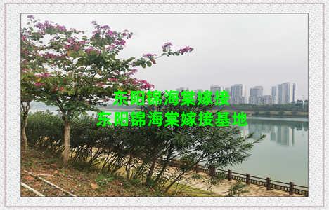 东阳锦海棠嫁接 东阳锦海棠嫁接基地